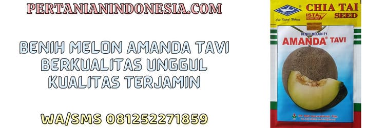 benih,melon,amanda tavi,unggul,amanda tavi f1